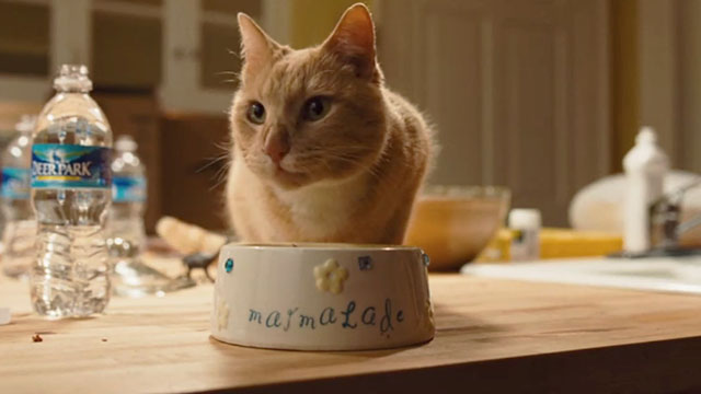 The New Daughter - ginger tabby cat Marmalade eating from cat dish