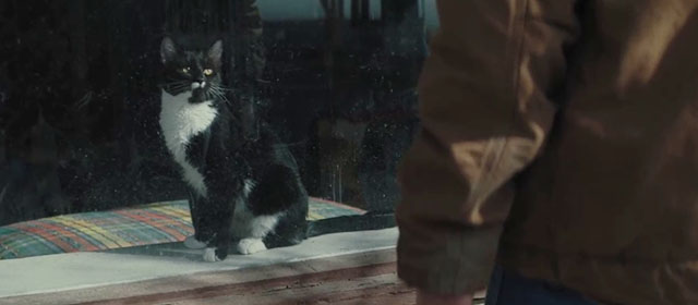 New Life - tuxedo cat sitting in window of cafe