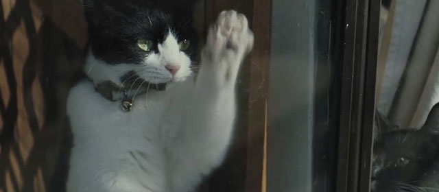New Life - tuxedo cat and black cat sitting in window of cafe