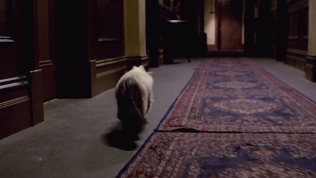 Next of Kin - Himalayan cat running down corridor