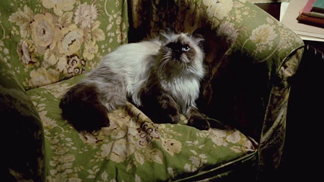 Next of Kin - Himalayan cat sitting in armchair