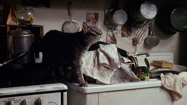 Next Stop, Greenwich Village - gray tabby cat on stove
