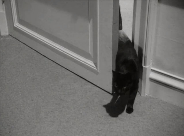 Niagara Falls - black cat entering hotel room
