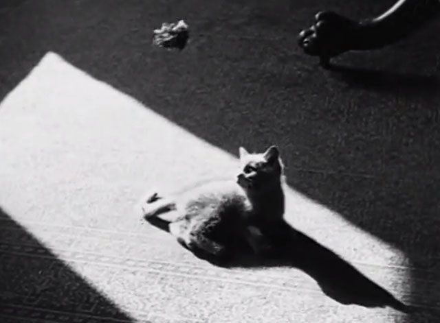 Nice Babies - grey kitten playing with string toy in sunbeam