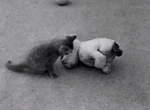 Nice Babies - grey kitten playing with fallen toy dog