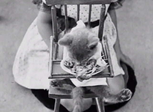 Nice Babies - grey kitten wearing bib and eating from plate of food in high chair