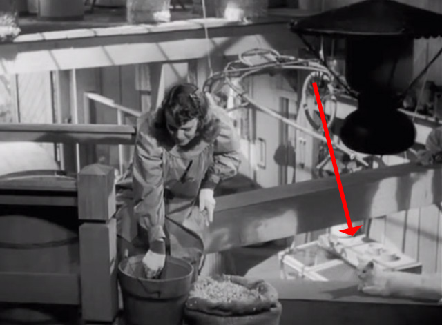 Nice Girl - Dana Deanna Durbin and white cat