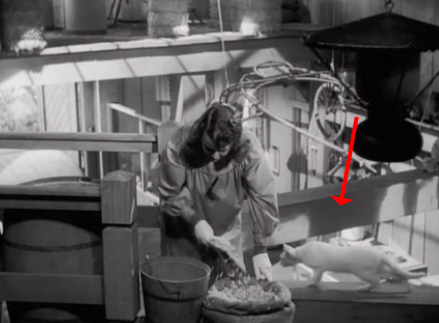 Nice Girl - white cat walking behind Dana Deanna Durbin