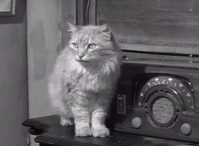 A Nice Little Bank That Should Be Robbed - longhair ginger tabby cat next to radio