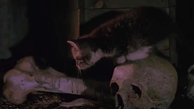 Nightbreed - tabby kitten in Midian