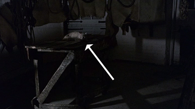 Night Creatures - white cat on table