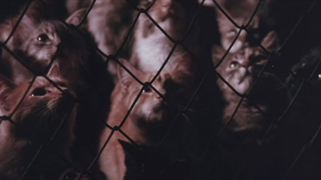 The Night of 1000 Cats - multiple cats in one large pen