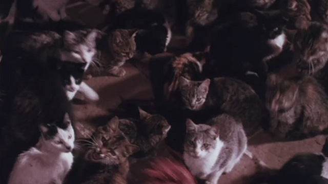 The Night of 1000 Cats - meat being thrown to multiple cats in one large pen