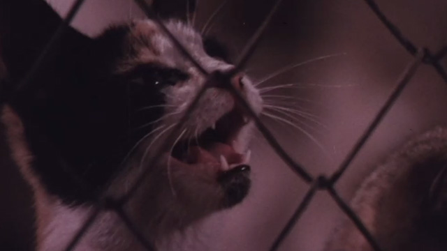 The Night of 1000 Cats - close of calico cat