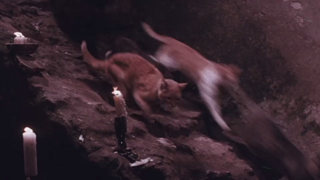 The Night of 1000 Cats - multiple cats running down stone steps