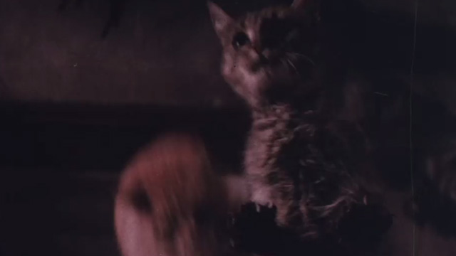 The Night of 1000 Cats - cats filmed from below being dropped on glass pane