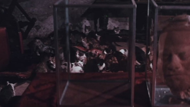 The Night of 1000 Cats - cats eating Hugo in background