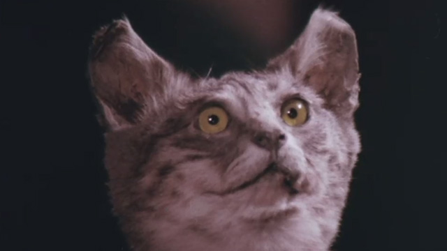 The Night of 1000 Cats - close up of badly stuffed cat