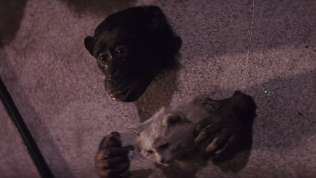 The Night of 1000 Cats - stuffed chimpanzee with cat head on wall