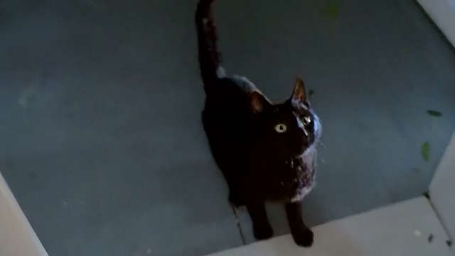 Night of the Creeps - black cat Gordon gets ready to jump