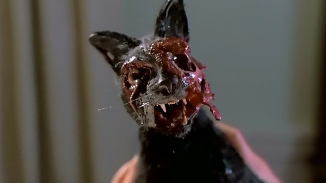 Night of the Creeps - black cat Gordon changed into zombie cat