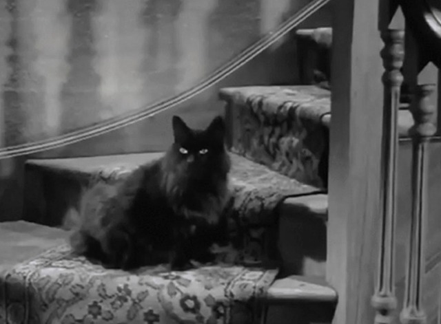 Night of the Eagle - black cat sitting on stairs