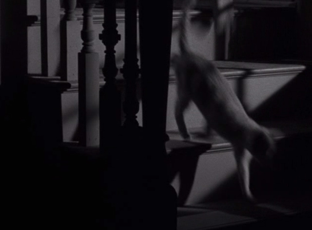 The Night of the Hunter - tabby cat running down stairs