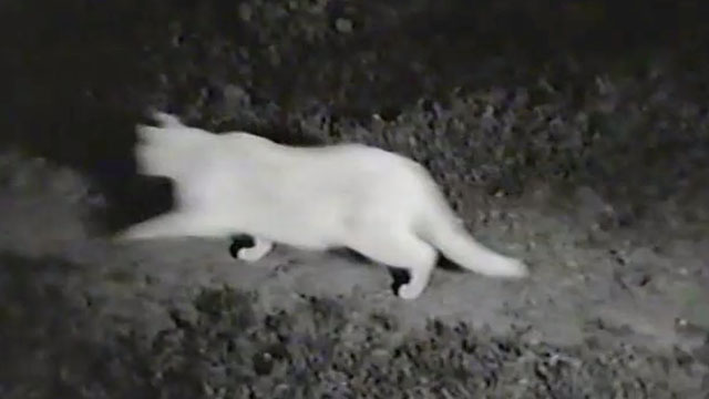 Night of Violence - white cat running past