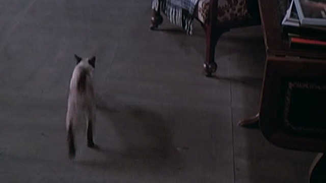 The Night Porter - Siamese cat running away