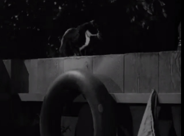 The Nightshirt Bandit - tuxedo cat sitting on fence