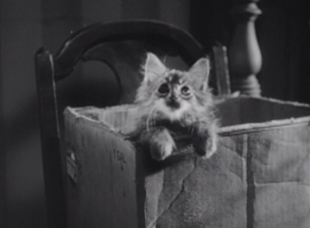 Night Song - kitten pops out of box