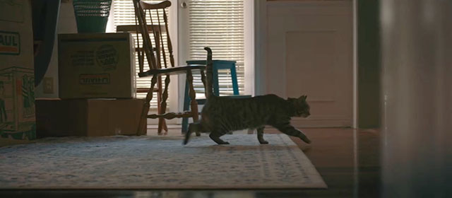 Night Swim - brown tabby cat Cider running through house