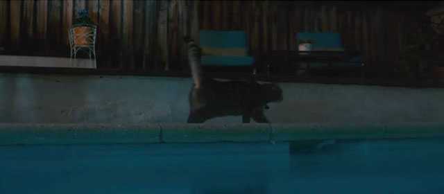 Night Swim - brown tabby cat Cider running away from side of pool