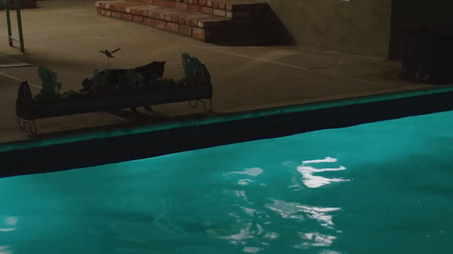 Night Swim - tortoiseshell cat Margot behind planter looking at pool
