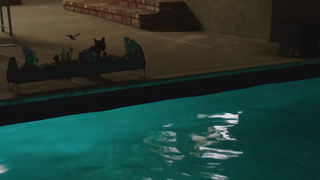 Night Swim - tortoiseshell cat Margot Margot behind planter looking at pool