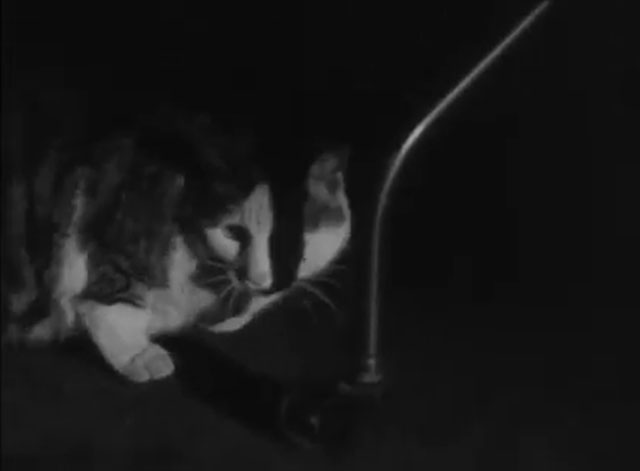 Night Watchman - tabby and white cat crouched in darkness