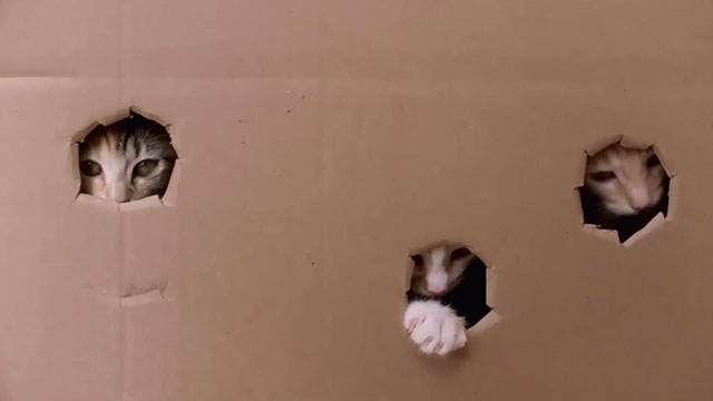 The Nine Kittens of Christmas - kittens peeking out of holes in cardboard box
