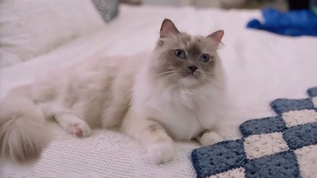 The Nine Kittens of Christmas - longhair Himalayan cat Duchess Lilybell