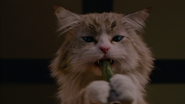 Nine Lives - Norwegian Forest Cat Mr. Fuzzypants trying to write with pen