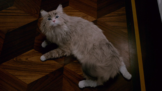 Nine Lives - Norwegian Forest Cat Mr. Fuzzypants on floor