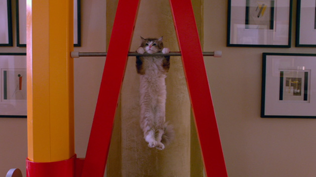 Nine Lives - Norwegian Forest Cat Mr. Fuzzypants hanging from bar