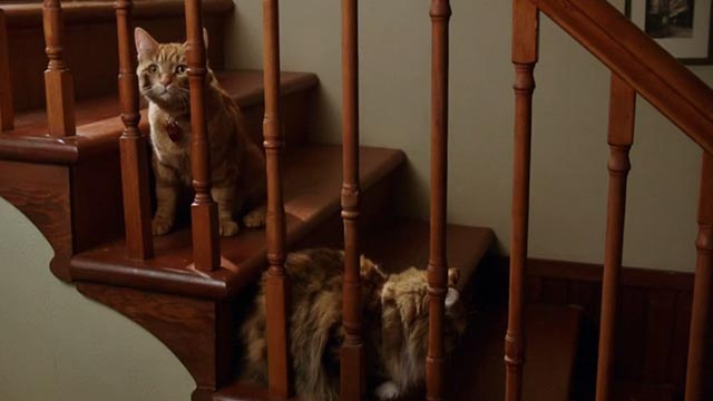 The Nine Lives of Christmas - orange tabby cat Ambrose Trace and long-haired calico Queenie on stairs