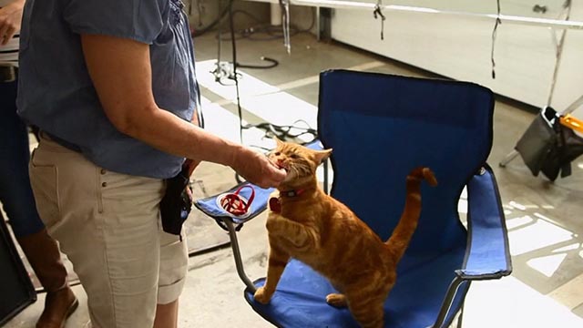 The Nine Lives of Christmas - orange tabby cat Ambrose Trace getting treat on set