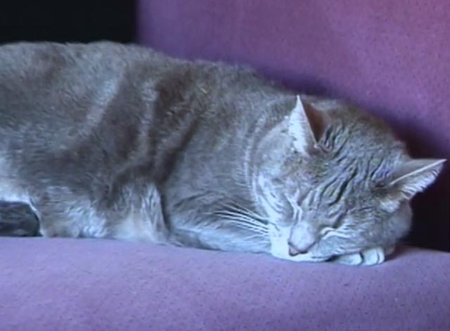 Nine Lives (The Eternal Moment of Now) - gray cat Pinky sleeping on couch