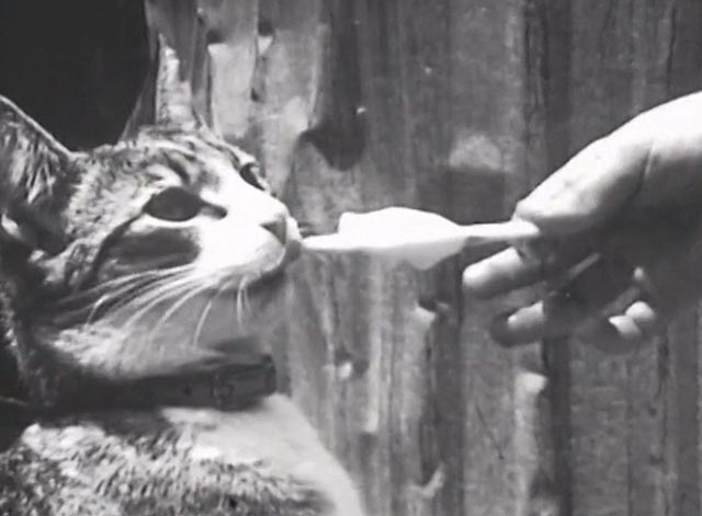 Nine Lives (The Eternal Moment of Now) - cat being offered ice cream bar