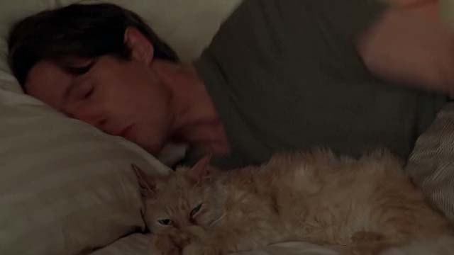 Nine Months - long haired yellow cat Skippy sleeping next to Samuel Hugh Grant