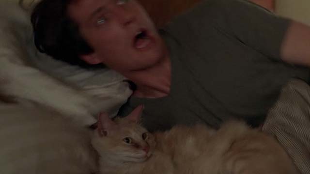 Nine Months - long haired yellow cat Skippy being awoken by Samuel Hugh Grant