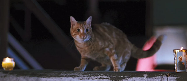 Nobel Son - ginger tabby cat Marvel on wall
