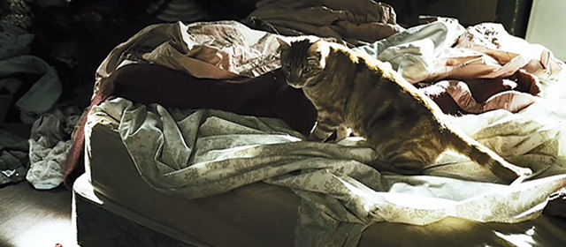 Nobel Son - ginger tabby cat Marvel on bed