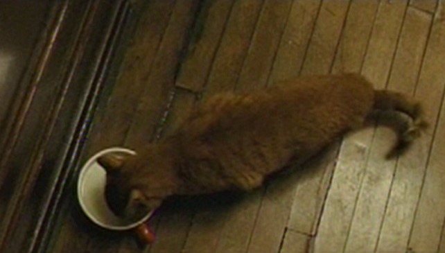 No Country for Old Men - orange tabby cat drinking milk from cup